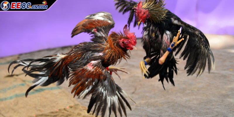 Đá Gà Cựa Sắt đỉnh cao của sự kịch tính và khốc liệt