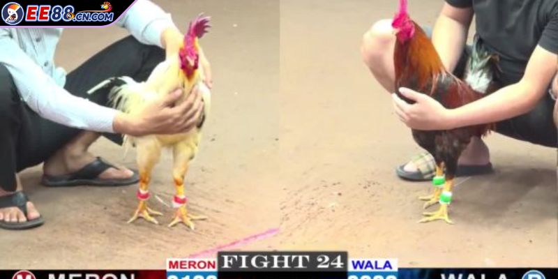 Trải nghiệm hình ảnh full HD sống động như thật